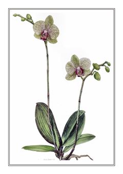 Botanical 164