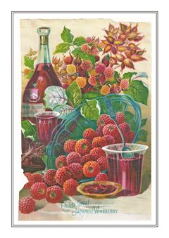 Vegetable Seed Catalogue 101