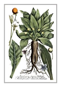 Botanical 166