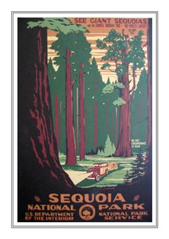 Sequoia 002