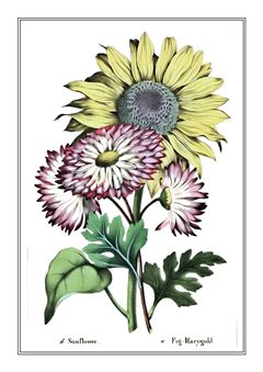 Botanical 167
