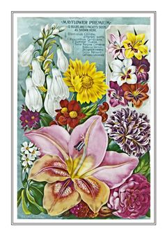 Flower Catalogue 174