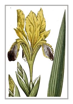 Botanical 168