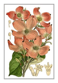 Botanical 169