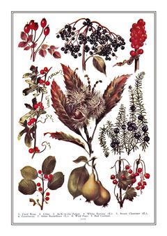 Botanical 170
