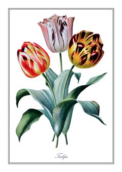 Botanical 172