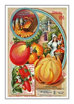 Vegetable Seed Catalogue 107