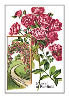 Flower Catalogue 179