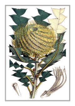Botanical 173