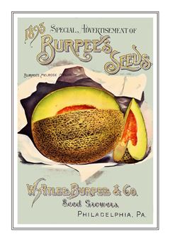 Vegetable Seed Catalogue 110