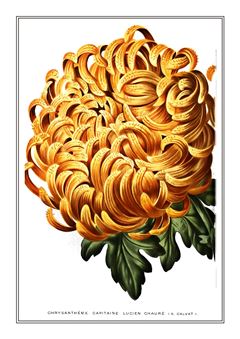 Botanical 175