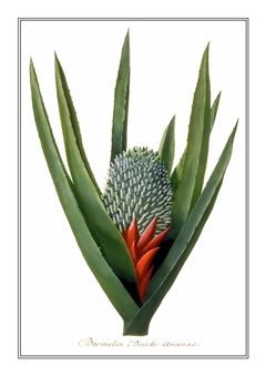 Botanical 176