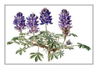 Botanical 178