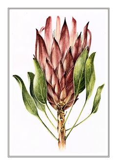 Botanical 179