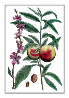 Botanical 182