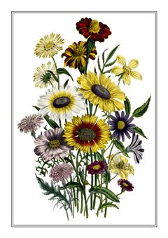 Botanical 183