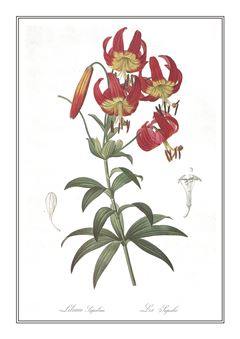 Botanical 186