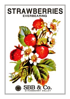 Vegetable Seed Catalogue 119