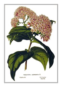 Botanical 017