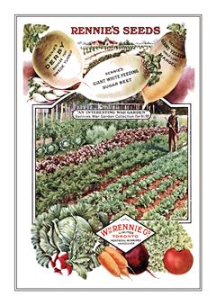 Vegetable Seed Catalogue 120