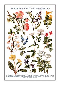 Botanical 188