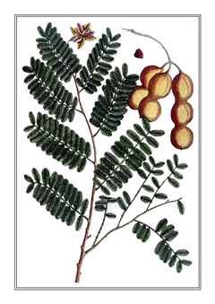 Botanical 189