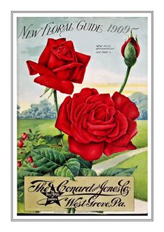 Flower Catalogue 193