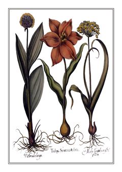 Botanical 191
