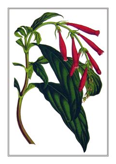 Botanical 192