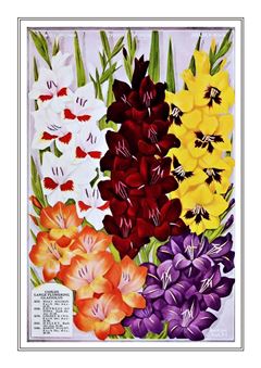 Flower Catalogue 198
