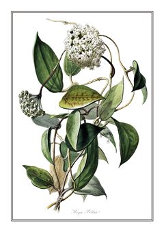 Botanical 018