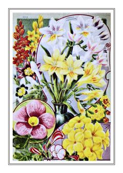 Flower Catalogue 201