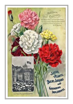 Flower Catalogue 204