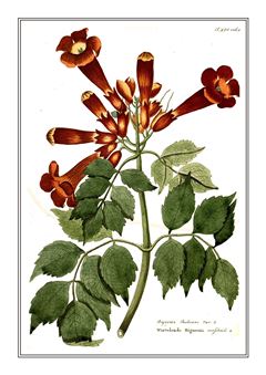 Botanical 204