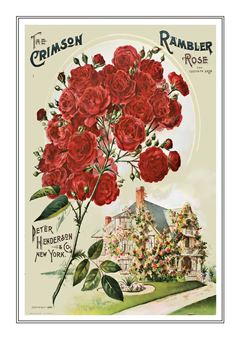 Flower Catalogue 211