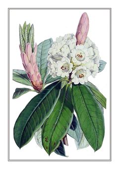 Botanical 214