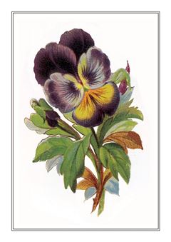 Botanical 020