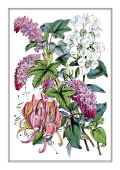 Botanical 021