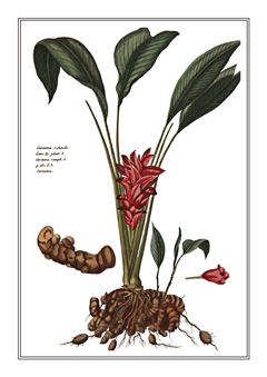 Botanical 228