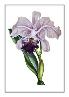 Botanical 233
