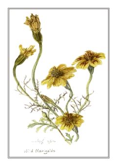 Botanical 234