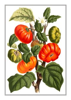 Botanical 235
