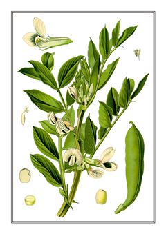Botanical 238