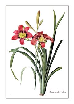 Botanical 023