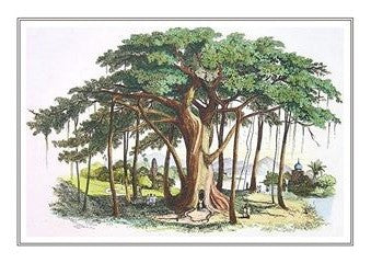Botanical 244