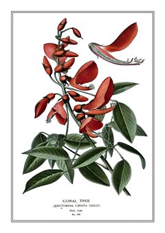Botanical 245