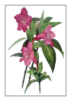 Botanical 247