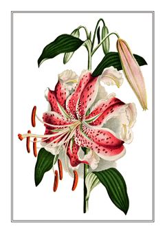 Botanical 250