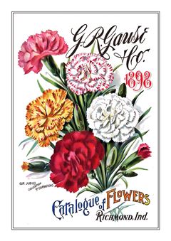 Flower Catalogue 026