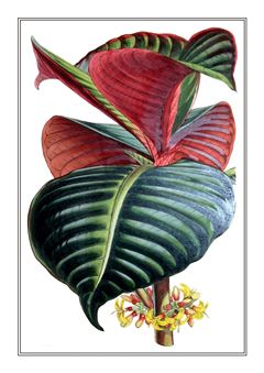 Botanical 254